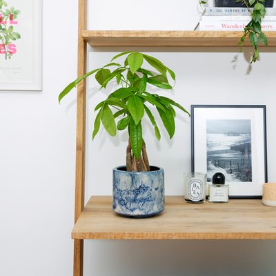 Patch 'Ariel' The Money Tree With Pot