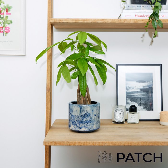 PATCH 'Ariel' The Money Tree with a Pot