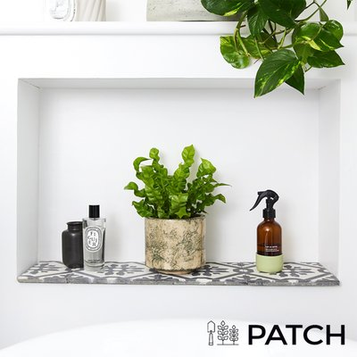 PATCH 'Pele' the Bird's Nest Fern with Pot