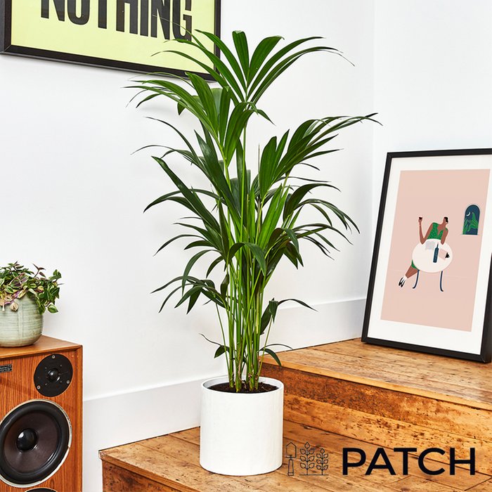 PATCH 'Big Ken' the Kentia Palm with Pot