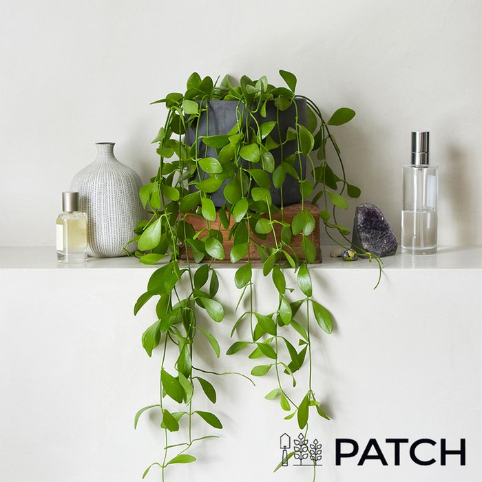 PATCH 'Theodore' the String of Nickels with Pot