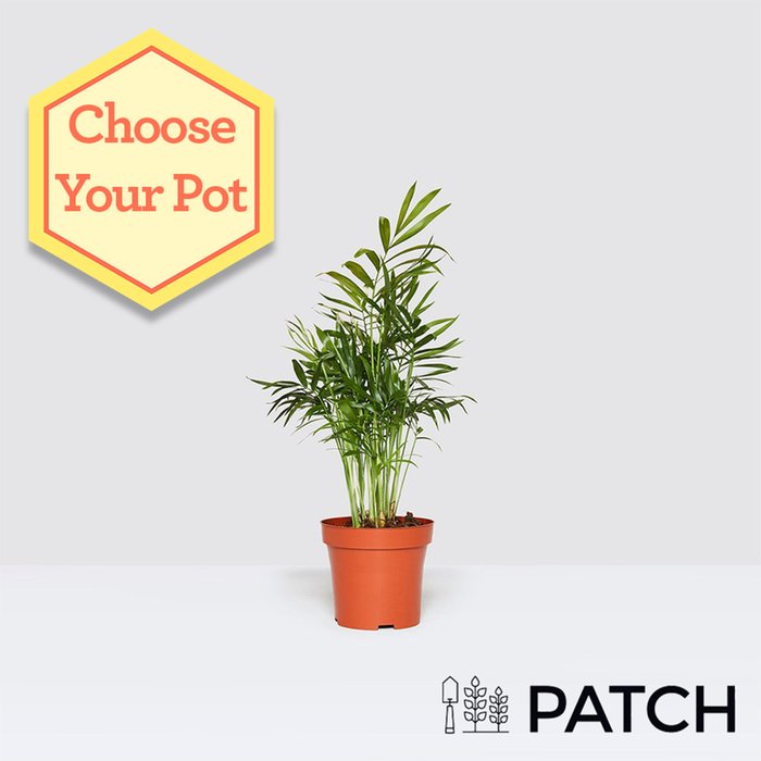 PATCH 'Sharon' the Parlour Palm 12cm