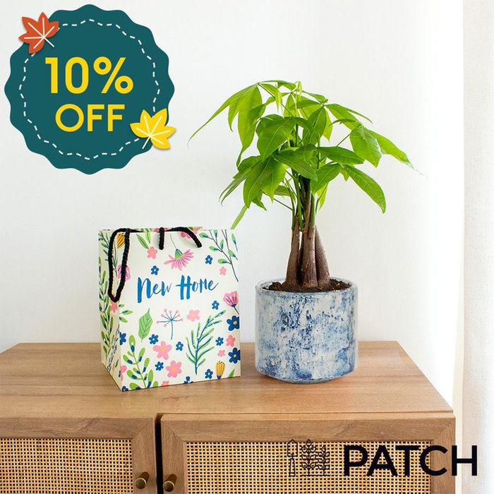 PATCH ‘Ariel' the Money Tree with Pot with New Home Gift Bag