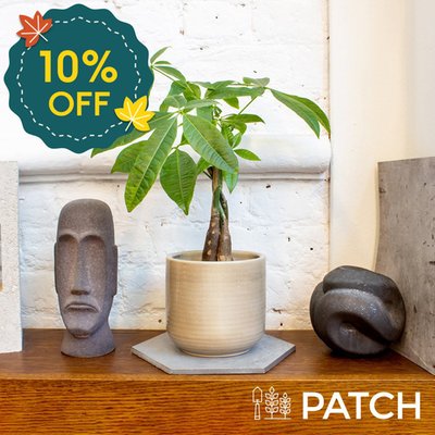 PATCH 'Ariel' The Money Tree with Ceramic Pot