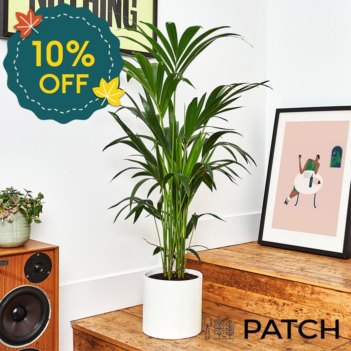 PATCH 'Big Ken' the Kentia Palm with Pot