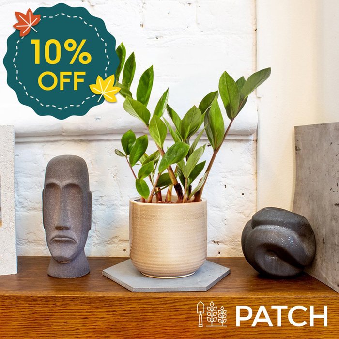 PATCH ‘Cassie' the ZZ Plant with Ceramic Pot