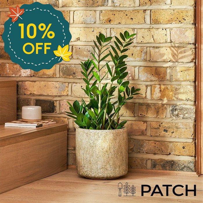 PATCH 'Cassie' the ZZ Plant with Pot 60-70cm