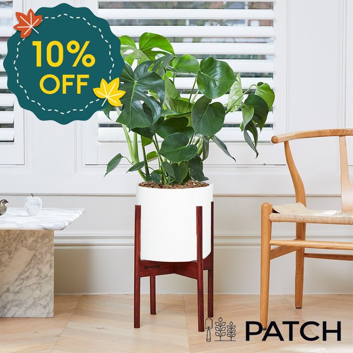 PATCH 'Chaz' the Swiss cheese plant Set 70-80cm