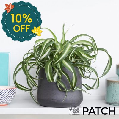 PATCH 'Chris' the Curly Spider Plant with Pot