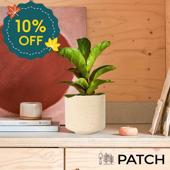 PATCH 'Fidel' the Fiddle-leaf fig Plant with Pot