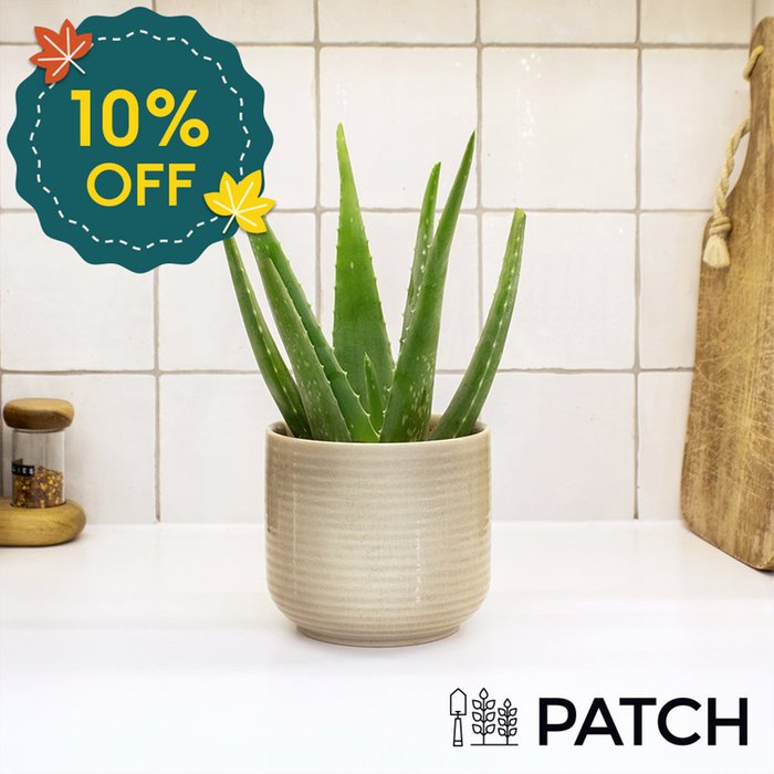 PATCH 'Franky' The Aloe Vera with Ceramic Pot