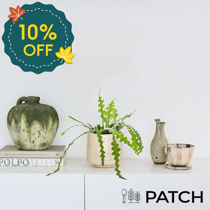 PATCH ‘Kate' the Fishbone Cactus with Marbled Pot