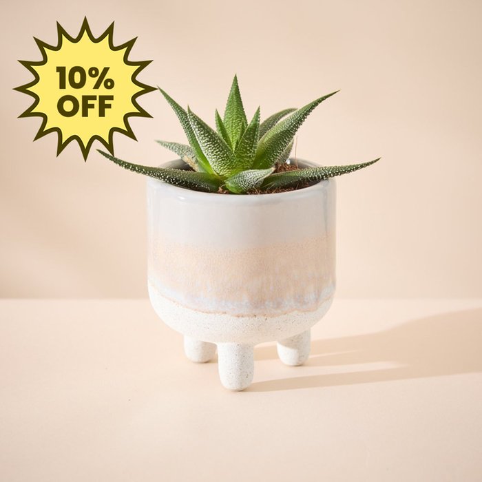 Haworthia Plant in Glazed Mini Planter