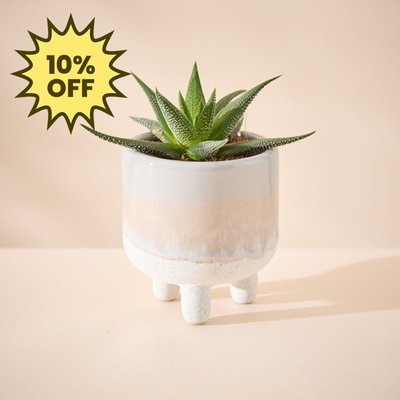 Haworthia Plant in Glazed Mini Planter