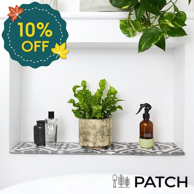 PATCH 'Pele' the Bird's Nest Fern with Pot