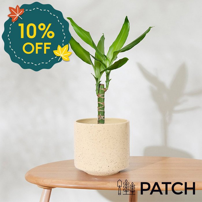 PATCH 'Rick' The Corn Plant with Ceramic Pot