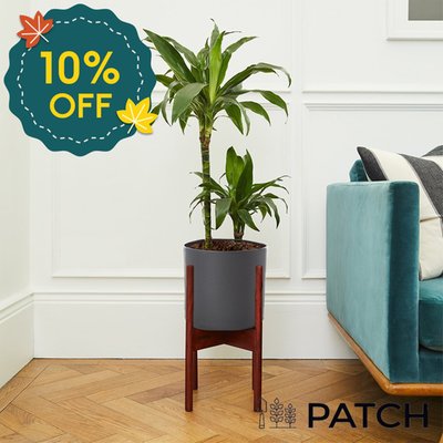 PATCH 'Rick' the Corn Plant with Pot 80cm