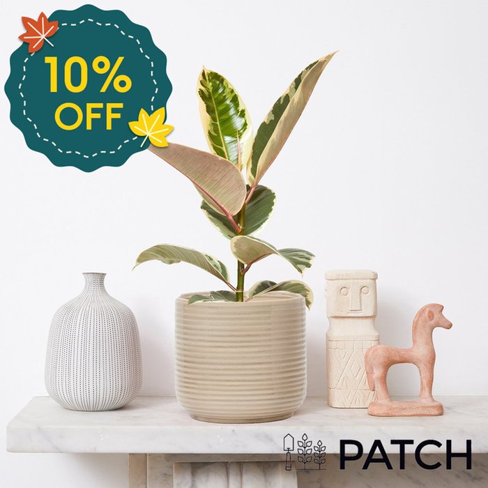 PATCH 'Rob' the Variegated Rubber Plant with Cream Ceramic Pot