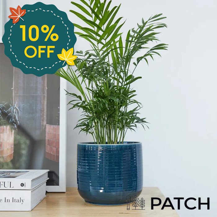 PATCH 'Sharon' the Parlour Palm with Pot