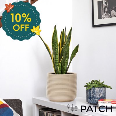 PATCH 'Susie' the Snake Plant with Pot 50-60cm