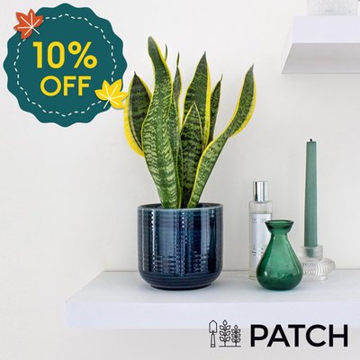 PATCH 'Susie' the Snake Plant with Pot