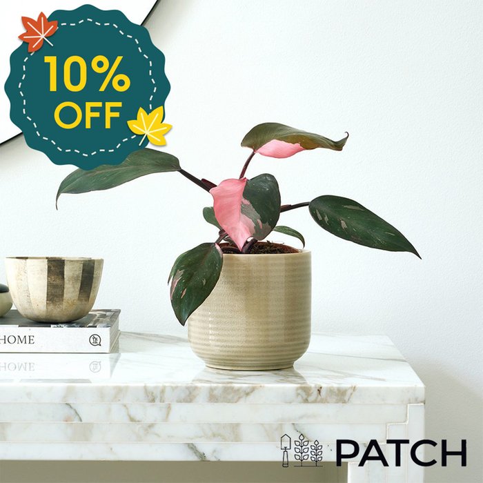 PATCH 'Tanya' the Philodendron Pink Princess with Cream Ceramic Pot