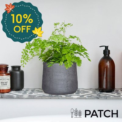 PATCH 'Venus' the Maidenhair Fern with Pot