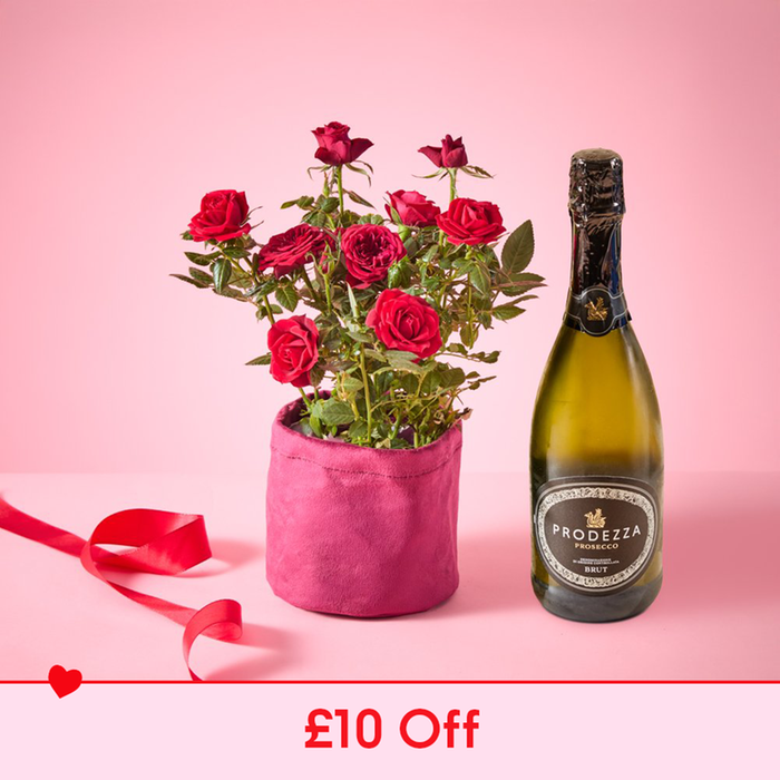 Rose Plant Prosecco Gift Set 