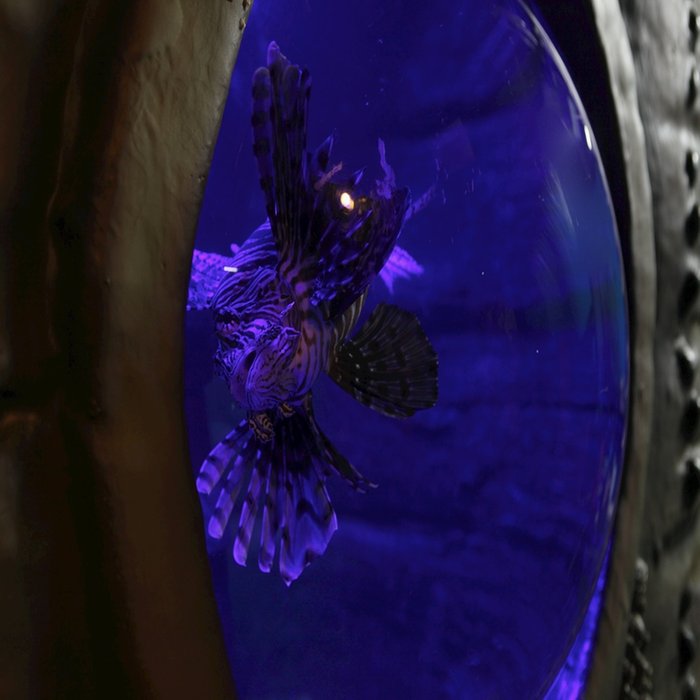 Two Entry Tickets to SEA LIFE Blackpool