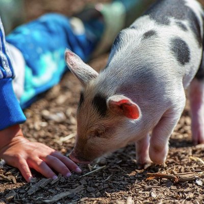 Piggy Pet and Play for One at Kew Little Pigs