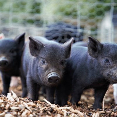 Pig Enthusiast Experience for Two at Kew Little Pigs 