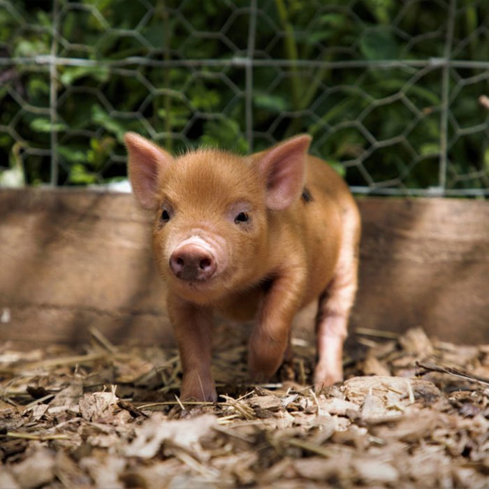 Piggy Pet and Play for Two at Kew Little Pigs 
