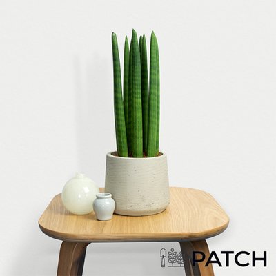 PATCH 'Cedric' the African Spear Plant with Pot