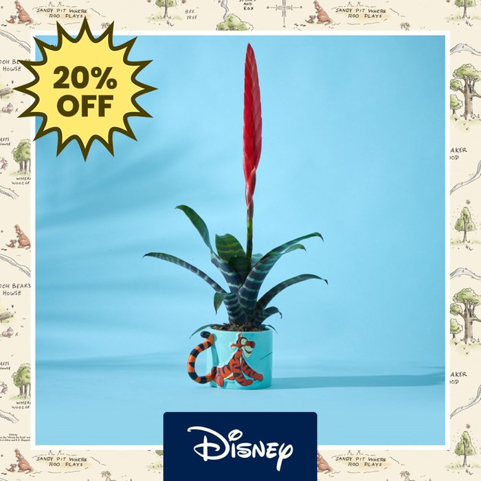 Disney's Tigger Mug with Vriesea Plant