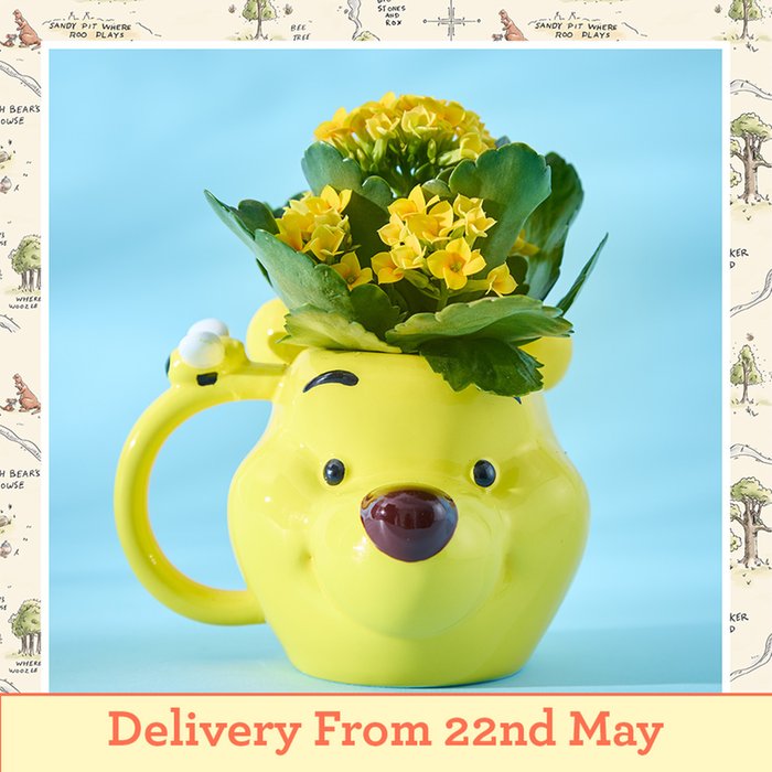 Disney's Winnie the Pooh mug with Kalanchoe Plant