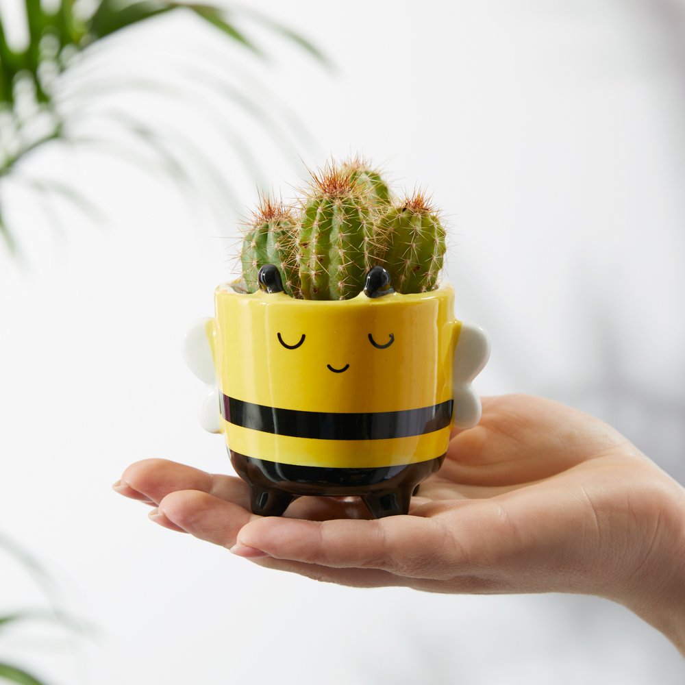 Sass & Belle Cactus In Happy Bee Mini Planter Flowers