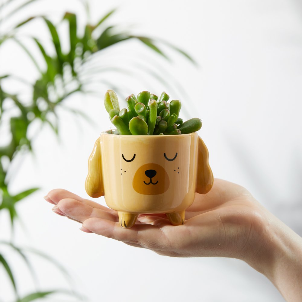 Sass & Belle Succulent In Charlie The Cockapoo Mini Planter Flowers
