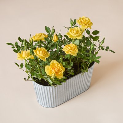 The Sunshine Rose Planter