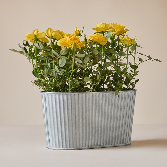 The Sunshine Rose Planter