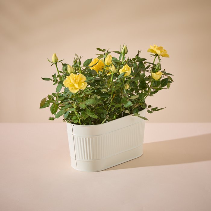 The Sunshine Rose Planter