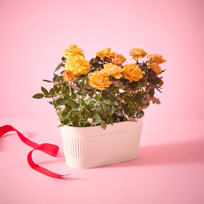 The Sunshine Rose Planter