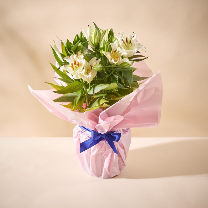 Large Fragrant Gift Wrapped Lily Plant