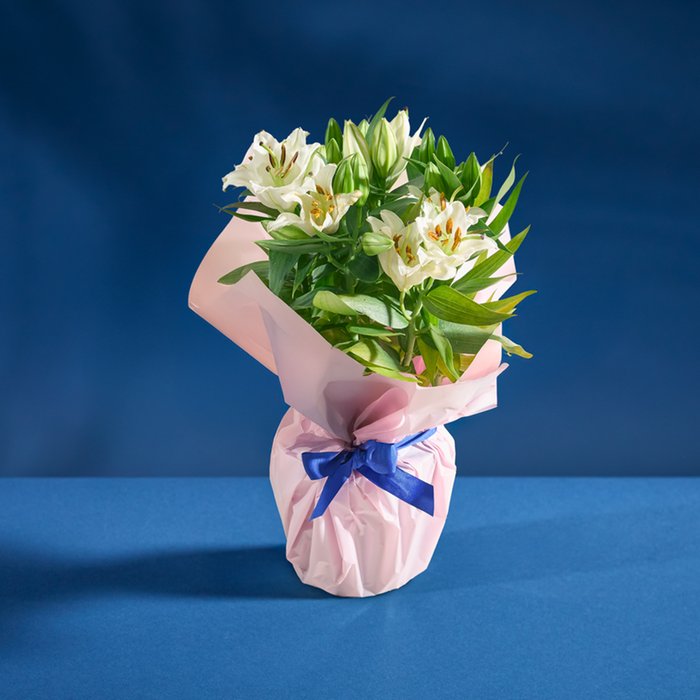 Large Winter White Gift Wrapped Lily