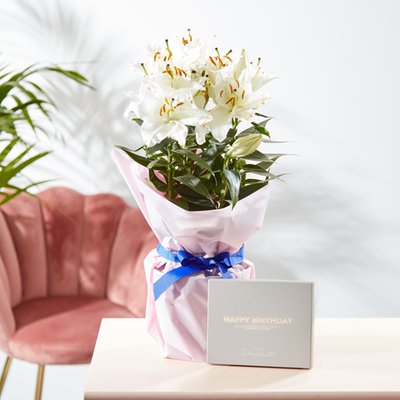 Fragrant Lily in Gift Wrap with Hotel Chocolat Happy Birthday Chocolate