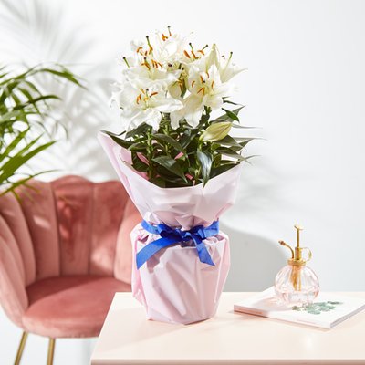 Large Fragrant Gift Wrapped Lily Plant