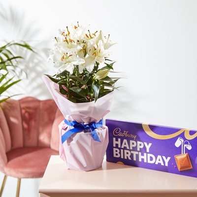 Fragrant Lily in Gift Wrap with Giant Cadbury Happy Birthday Bar