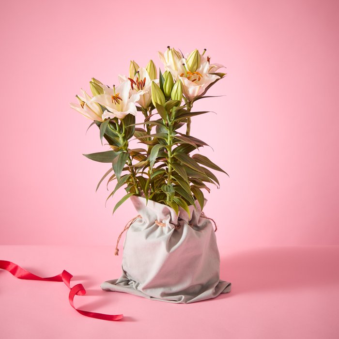 Large White Gift Wrapped Lily