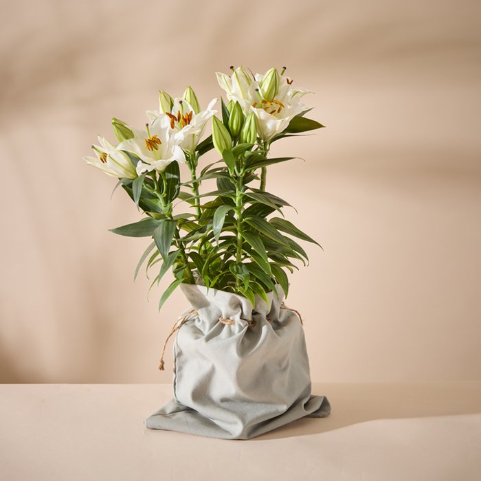 Large White Gift Wrapped Lily