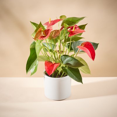 The Anthurium Plant