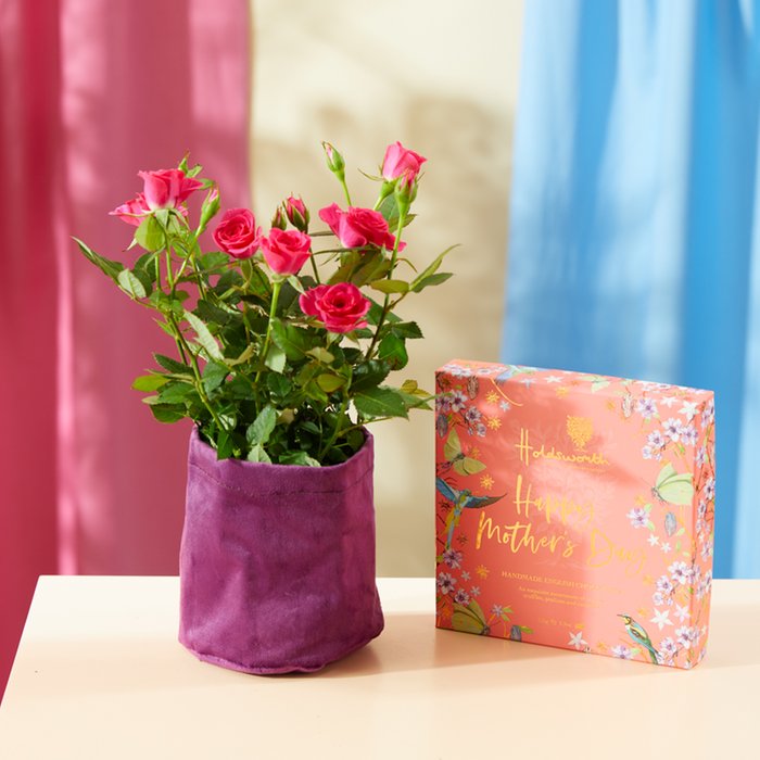 Happy Mother's day Chocolates and Rose Plant Gift Set